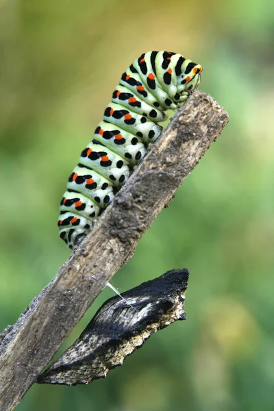 Raupenwurm Naturinsekt — Stockfoto