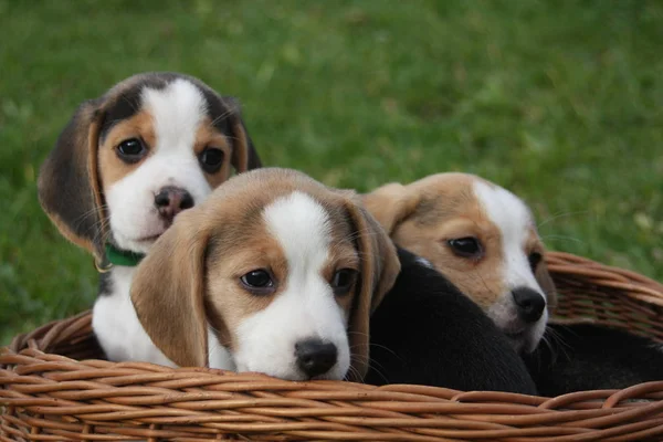 Outdoor Shot Van Schattige Honden — Stockfoto