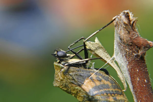 Gros Plan Bug Nature Sauvage — Photo