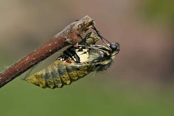 Vista Cerca Hermosa Mariposa Cola Milano — Foto de Stock