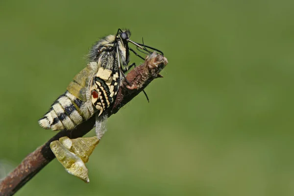 Nahaufnahme Von Wanzen Der Wilden Natur — Stockfoto