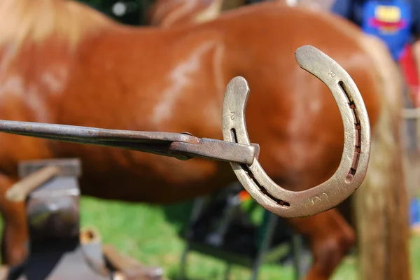 Cavalos Livre Durante Dia — Fotografia de Stock