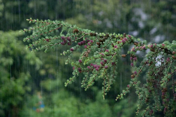 Ветвь Дождем — стоковое фото