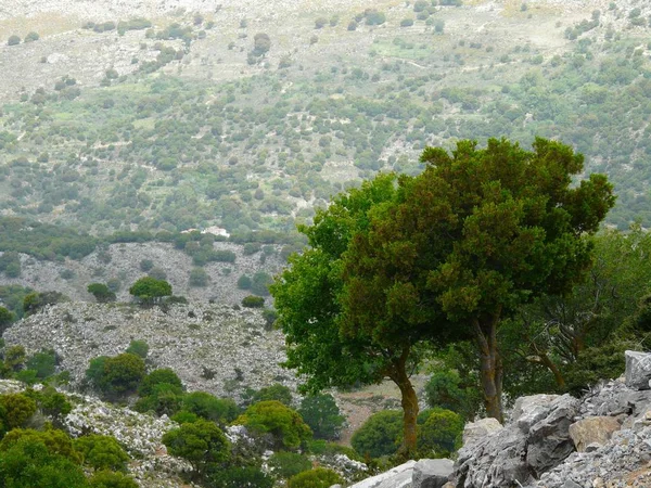 Trees Lassithi Plateau — Stock Photo, Image