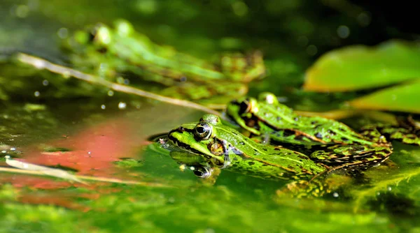 frog, amphibian pond animal