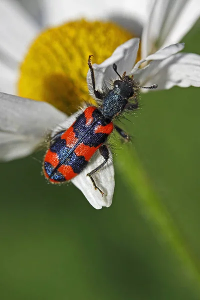 Shaggy Bee Böceği Trichodes Alvearius — Stok fotoğraf