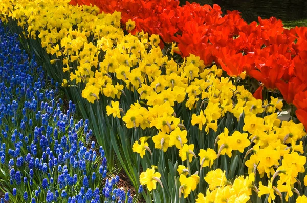 Spring flowers in red, yellow and blue
