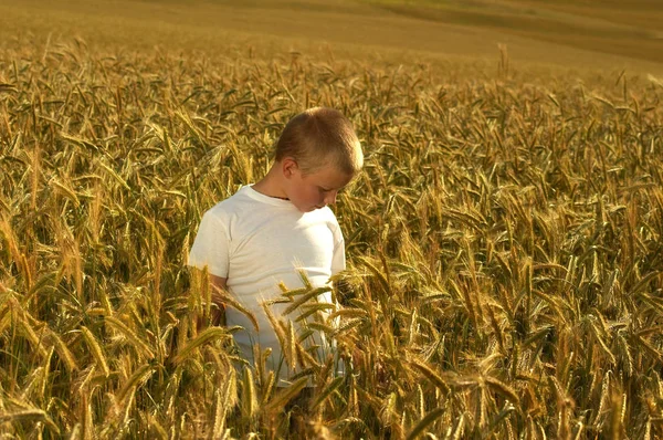 Jeune Garçon Dans Champ Blé — Photo