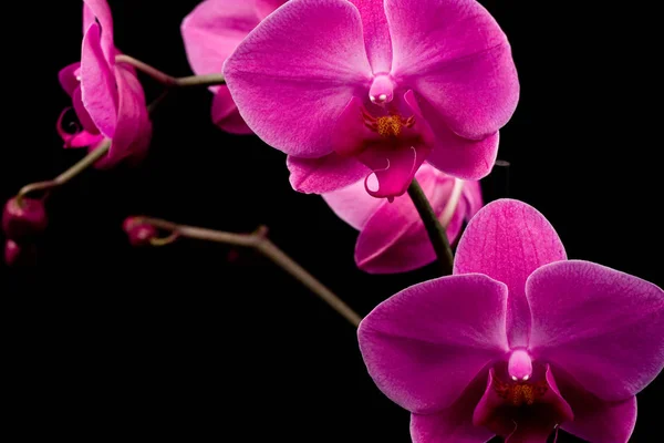 Scénique Belle Fleur Colorée Orchidée — Photo
