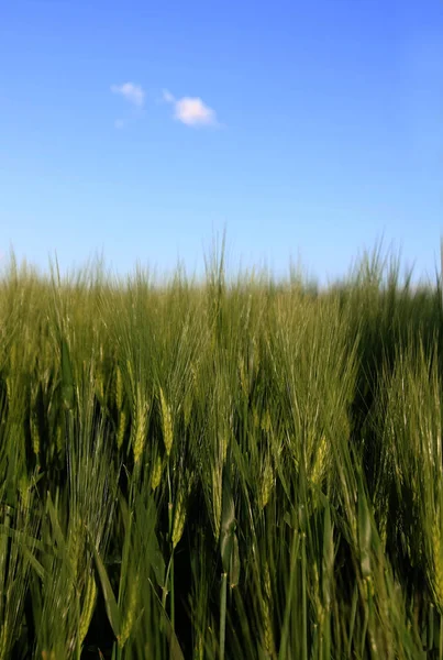 Vista Campo Milho Conceito Agricultura — Fotografia de Stock