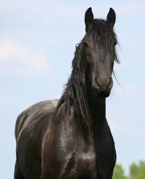 Mamífero Animal Cavalo Puro — Fotografia de Stock