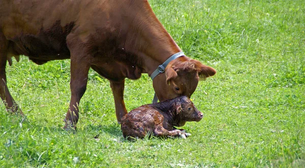 Calf Born — Stock Photo, Image