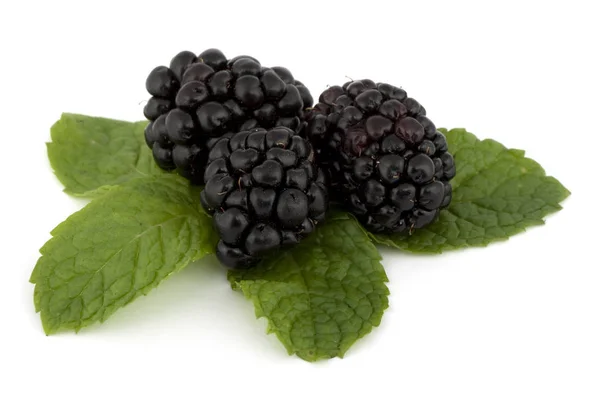 Blackberry Peppermint Leaf — Stock Photo, Image