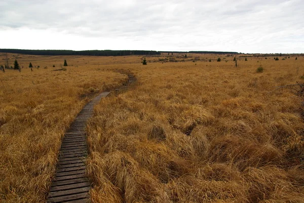 Vysoké Bažiny Baraque Michel Belgii Hautes Fagnes — Stock fotografie