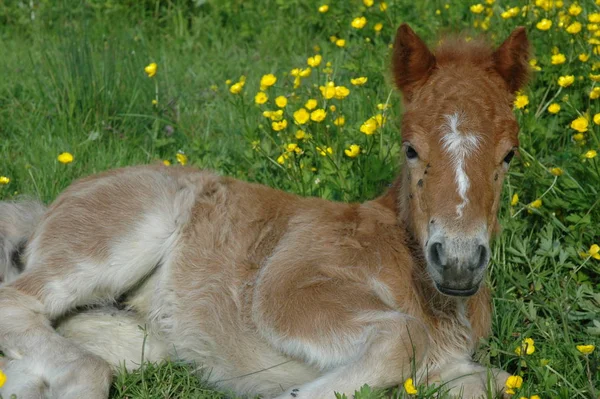 Různá Zvířata Selektivní Zaměření — Stock fotografie