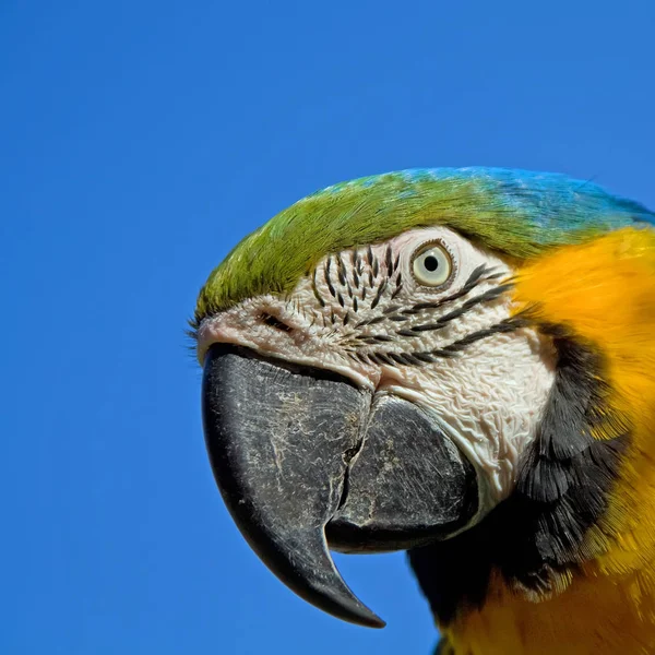 Portrait Gold Blue Macaw — Stockfoto