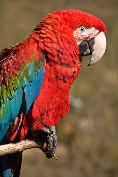 Κοντινή Άποψη Του Όμορφου Παπαγάλου Macaw — Φωτογραφία Αρχείου