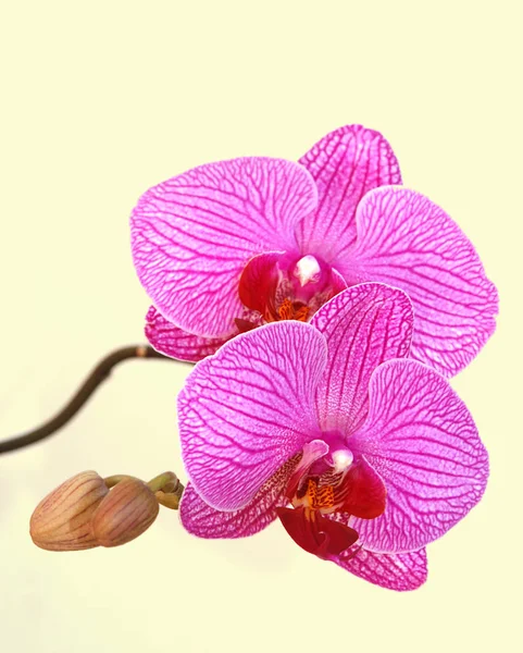 Orchideen Paare Ergänzen Sich — Stockfoto