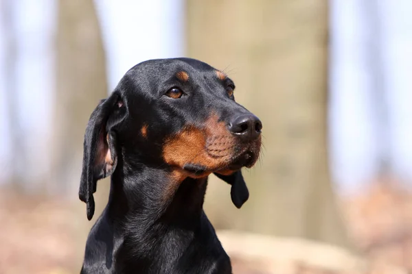 Outdoor Shot Van Schattige Honden — Stockfoto