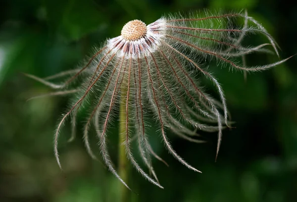 Krásný Botanický Záběr Přírodní Tapety — Stock fotografie