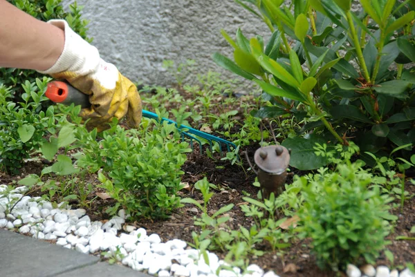 Jardinier Arrosage Des Plantes Dans Jardin — Photo