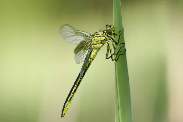 Detailní Makro Pohled Hmyz Vážky — Stock fotografie