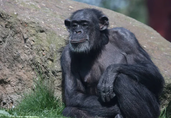 Primer Plano Los Animales Zoológico — Foto de Stock