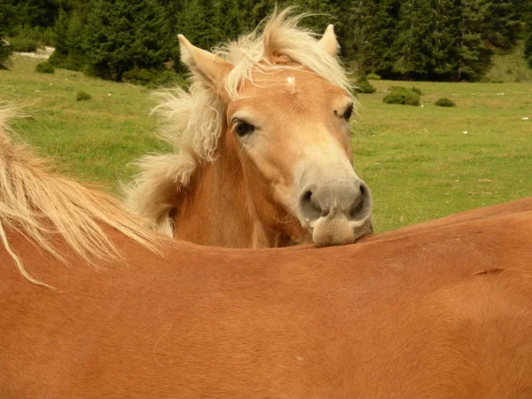 Festői Kilátás Fenséges Dolomitok Táj Olasz — Stock Fotó