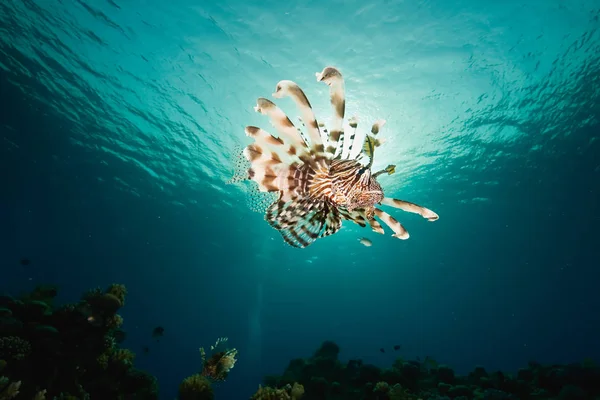 Acqua Mare Subacquea Pesce Leone — Foto Stock