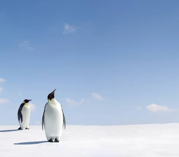 Cute Penguins Wild Nature — Stock Photo, Image