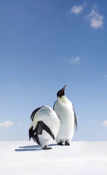 Vogelthema Malerischer Schuss — Stockfoto