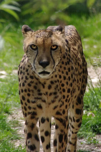 Ghepardo Maculato Africano Predatore Grande Gatto — Foto Stock