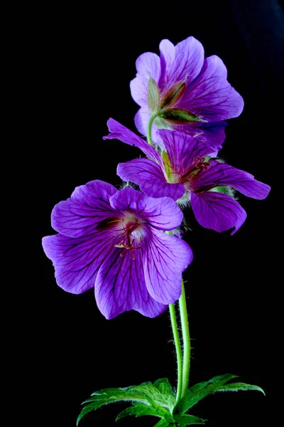 Cranesbill Violet Purple Flowers Petals Flora — Stock Photo, Image