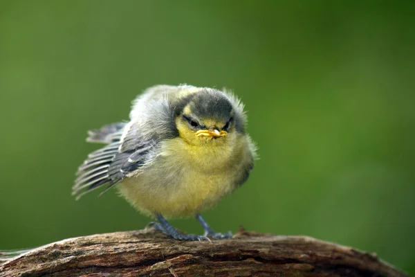 Close Young Blue Tit — Stockfoto