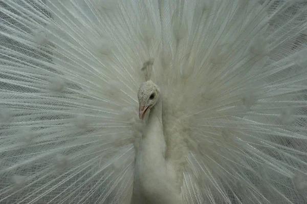 Tavus Kuşu Vahşi Yaşamdaki Manzarası — Stok fotoğraf