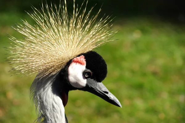 Vista Panorámica Las Hermosas Aves Grulla Coronadas — Foto de Stock