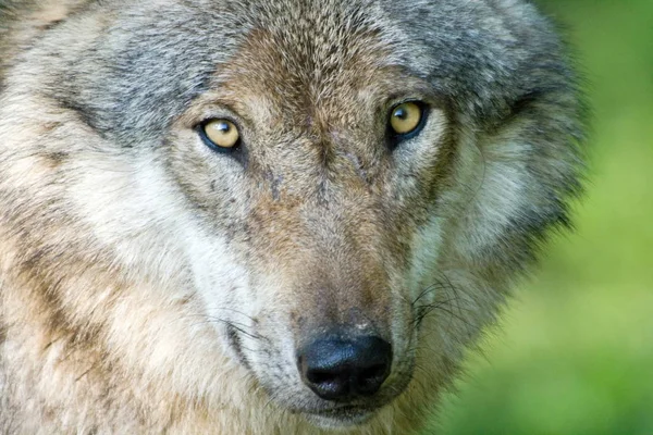 Vista Panorámica Del Lobo Salvaje Naturaleza — Foto de Stock