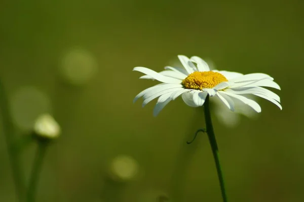 Flores Florecientes Hermosas Fondo Naturaleza —  Fotos de Stock