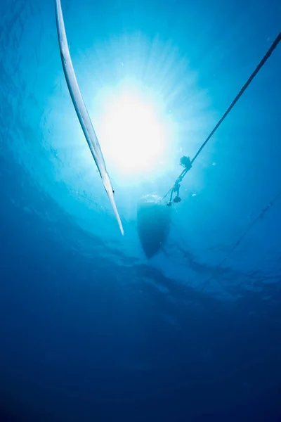 Océan Soleil Cornetfish — Photo