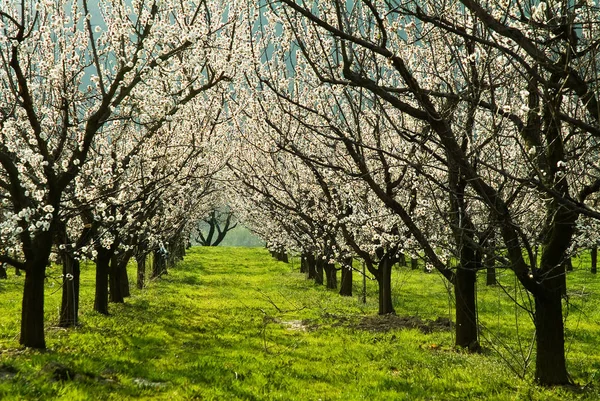 Wachau Dalen Österrikisk Region Nära Donau Väster Wien — Stockfoto