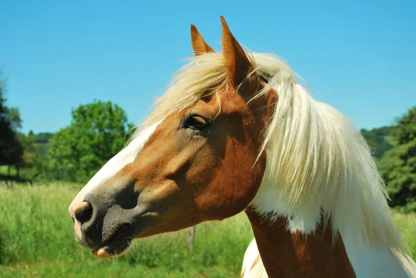 Caballo Lindo Tiro Aire Libre Durante Día — Foto de Stock