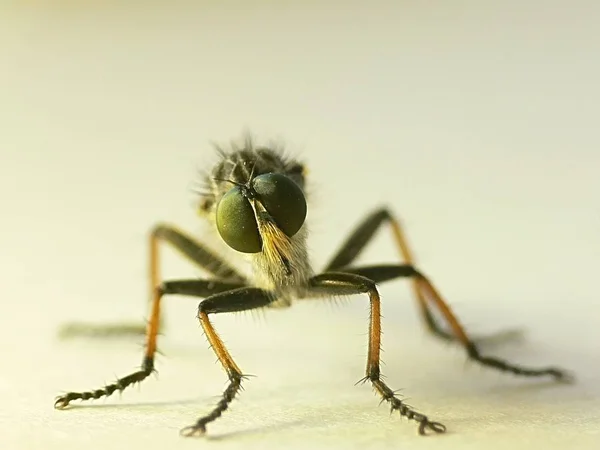 Vista Cerca Los Insectos Naturaleza — Foto de Stock