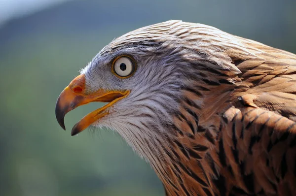 Schilderachtig Uitzicht Prachtige Vogel Natuur — Stockfoto