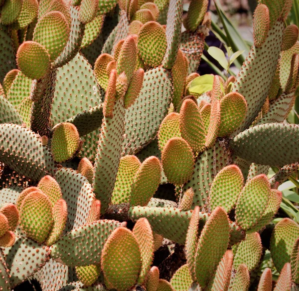 Plante Tropicale Flore Botanique Cactus — Photo