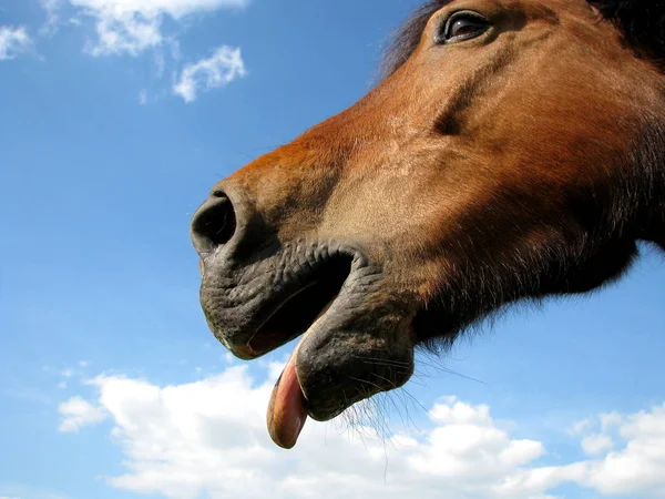 Lindo Caballo Naturaleza Salvaje — Foto de Stock