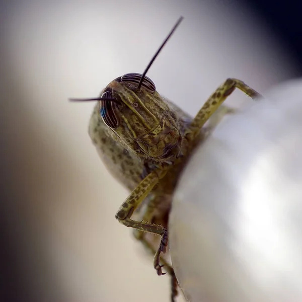 西班牙蝗虫的宏观拍摄 — 图库照片