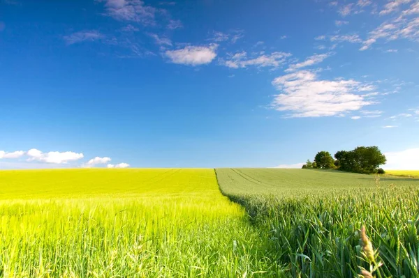 Paisaje Agrícola Rural Cultivo Cereales — Foto de Stock