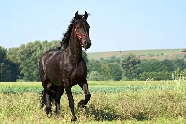 Lovak Nappal Szabadban — Stock Fotó