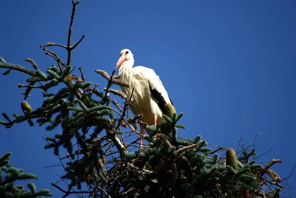 Pittoresker Vogel Themenschuss — Stockfoto