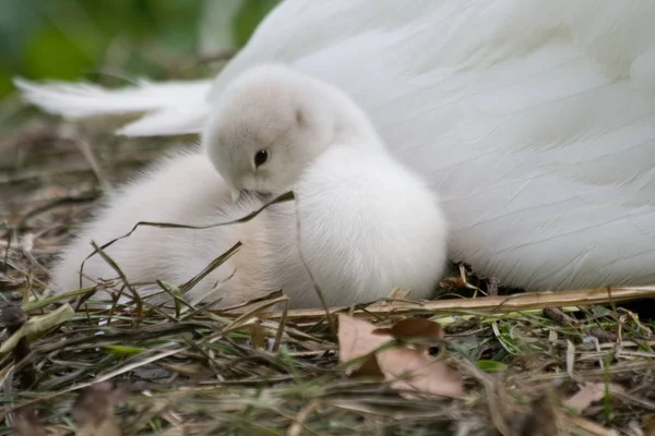 Mladá Zvířata Selektivní Zaměření — Stock fotografie